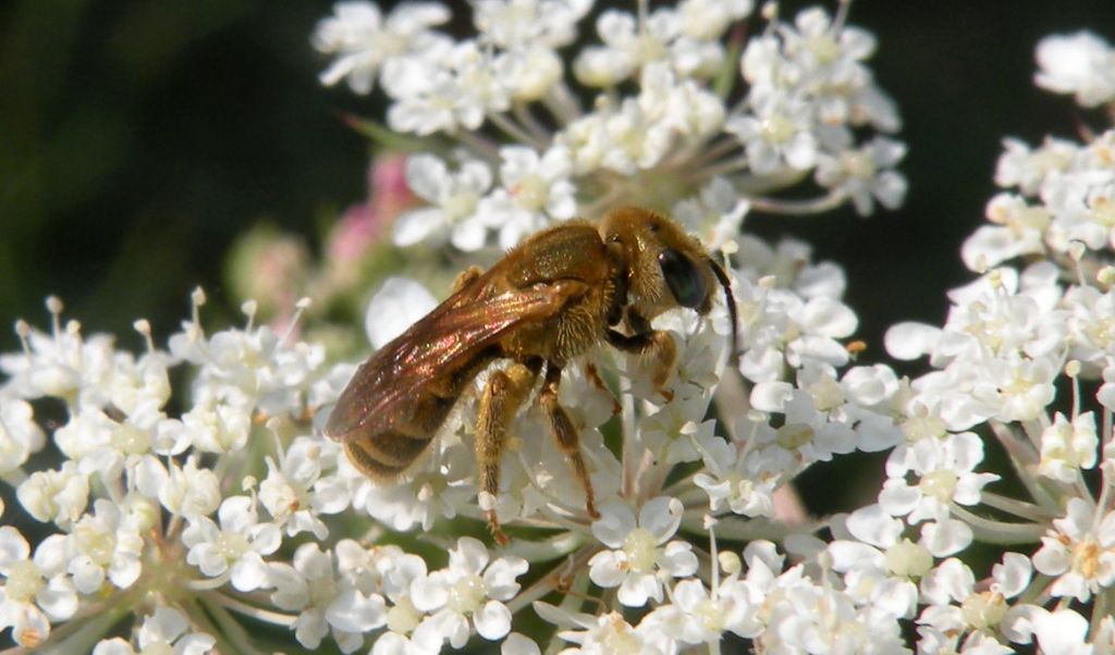 Assomiglia a Halictus subauratus....